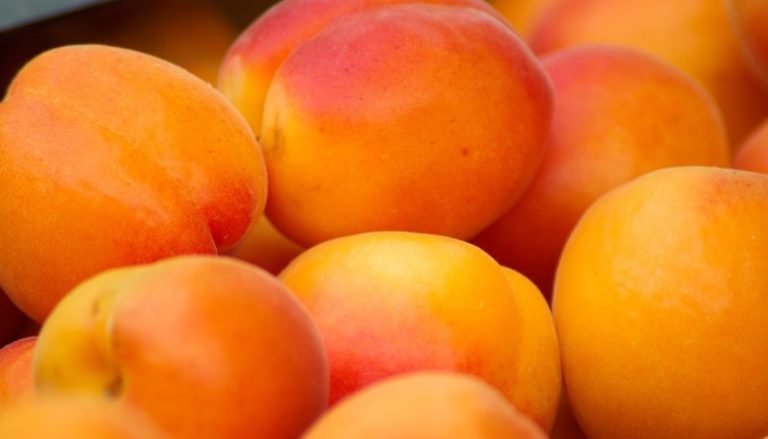coconut-apricot-slice-recipe-old-skool-recipes